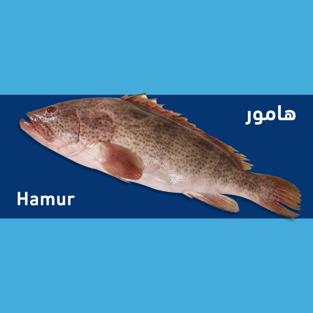 سمك هامور – تركيانا للاسماك