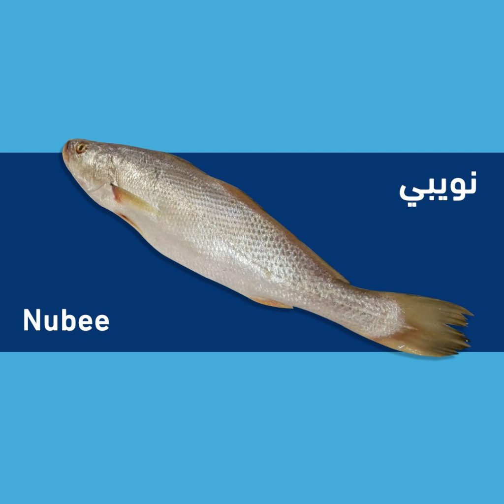 سمك نويبي – تركيانا للاسماك