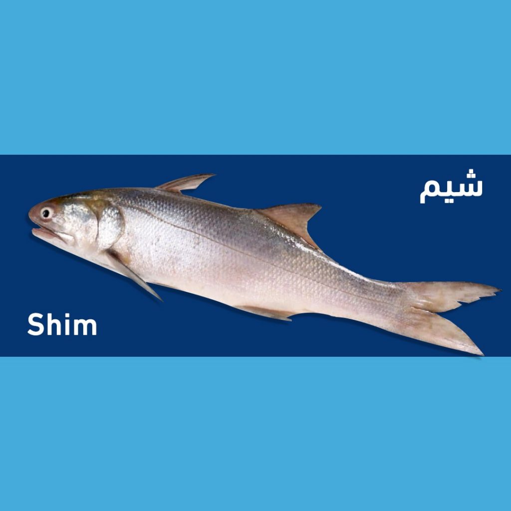 سمك نويبي – تركيانا للاسماك